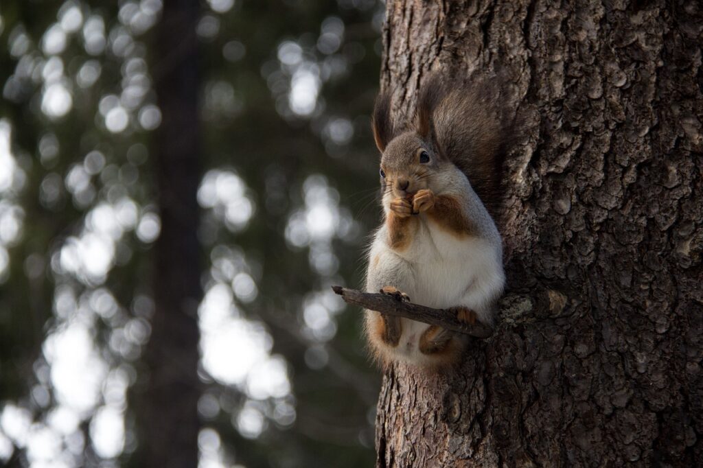 animal-2125021_1280
