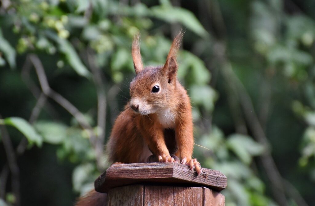 red-squirrel-8106701_1280