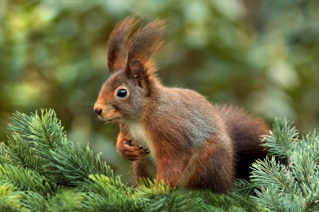 squirrel-619968_1280