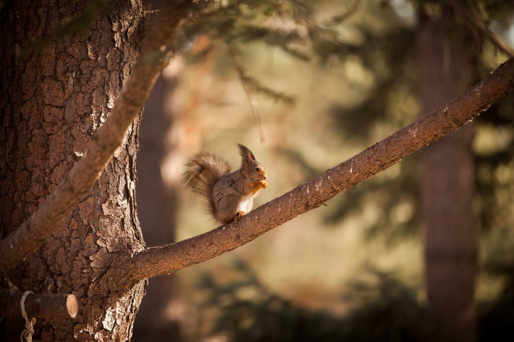 squirrel-6765124_1280