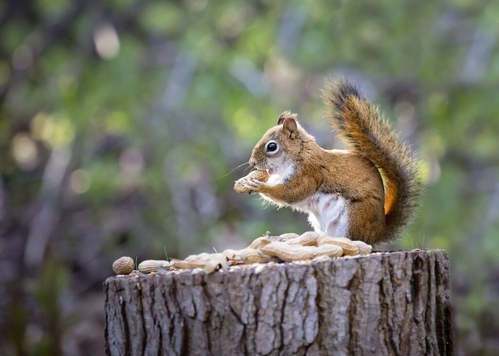 squirrel-7497151_1280