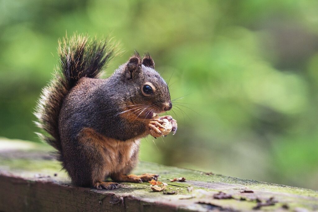 squirrel-7985502_1280