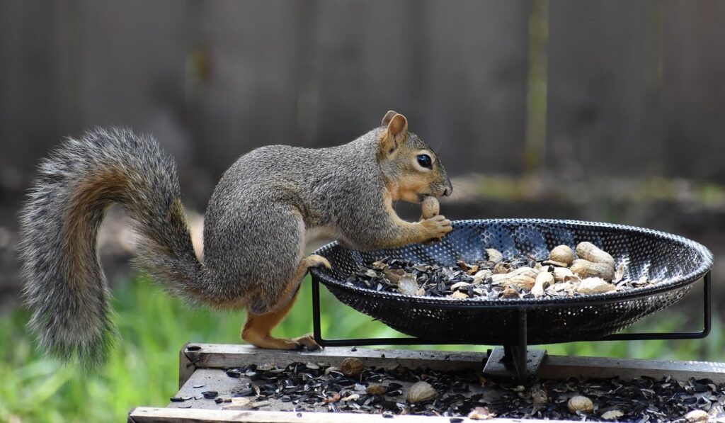 squirrel-8886485_1280